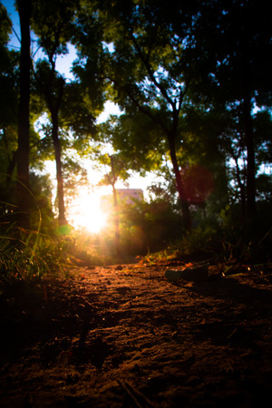 Sunset in the woodsの写真素材