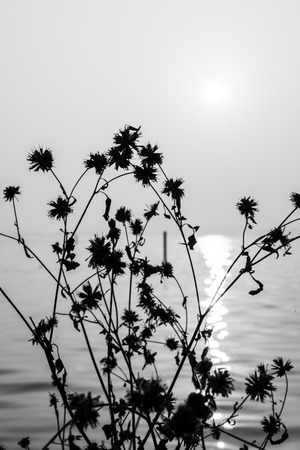 Plantの写真素材