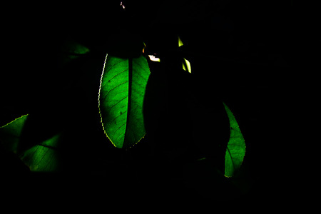 Leaf