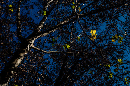 Low angle view of trees