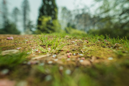 Grassの写真素材