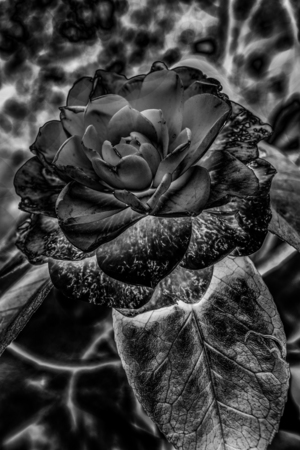 Black roseの写真素材