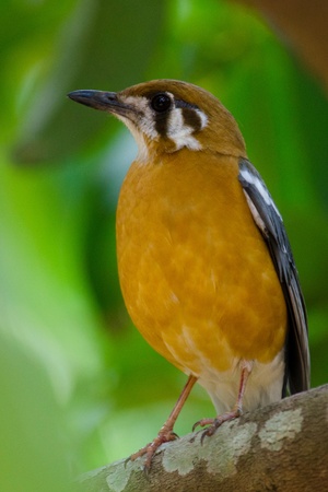 Orange-headed ground Thrush perched on a brabchの写真素材