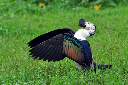 Knob-billed Duck drying its wingsの写真素材