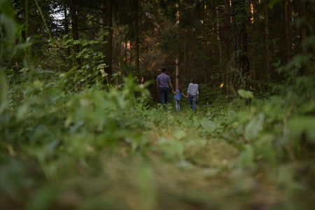 Fairy Forest, Wood, fairy taleの写真素材