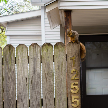 Squirrel on the wooden fenceのeditorial素材