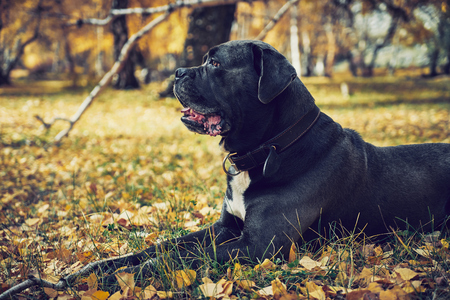 big Italian mastiff dog laying on autumn leaves in a parkの写真素材