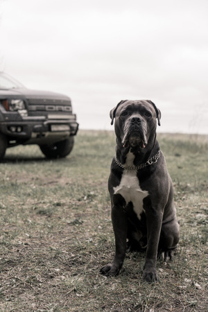 Portrait of serious grey Cane corso dog sitting in autumn forestの写真素材