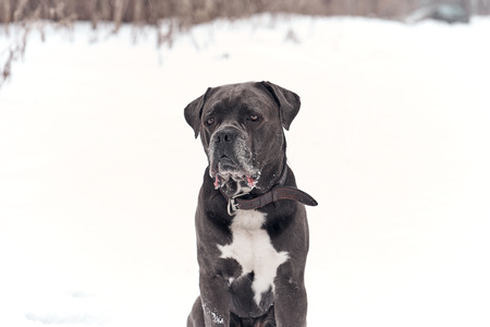 Portrait of serious grey Cane corso dog sitting in winter forestの写真素材