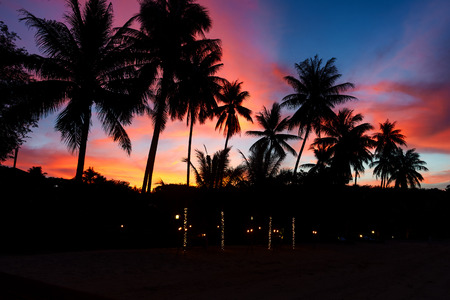 evening sunset on  Thai beach with palms in blue and red coloursの写真素材