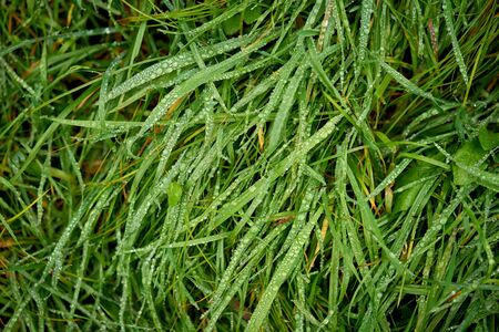 morning green grass with dew growing in Alpsの写真素材