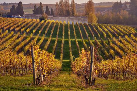 Autumn vineyards in Piemonte. Straight Rawsの写真素材
