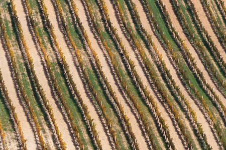 texture of colored vineyard in autumnの写真素材