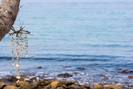 A hand made sea shell mobile hanging from a beach palm tree with calm sea in the background with...
