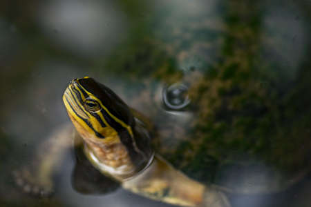 Red eared slider terrapin turtle with only its head protruding from still water.の写真素材