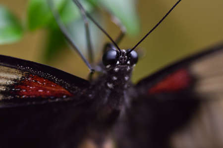 Close up of an exotic butterfly perched on a large plant leaf.の写真素材