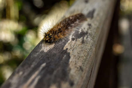 Hairy furry Gypsy Moth caterpillar walking a long wooden hand rail of a jungle walk way in South East Asia Close up with depth of field.の写真素材