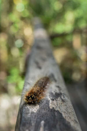 Hairy furry Gypsy Moth caterpillar walking a long wooden hand rail of a jungle walk way in South East Asia Close up with depth of field.の写真素材