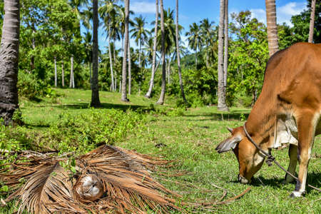 A Golden cow eating green grass with a back drop of tall tropical palm trees and blue sky on a sunny day.の写真素材