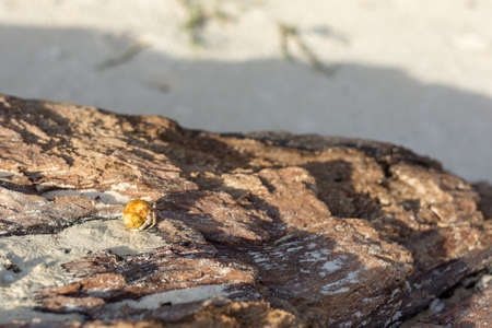 A golden shelled hermit crab crawls along a old tree trunk on a white sand beach during golden hour.