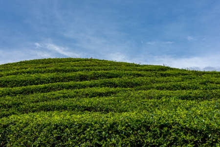 Rolling green hill sides of tea plantations with a back drop of white clouds and a  beautiful blue sky.の写真素材
