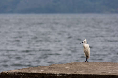 Snowy Egret Heron bird stands on the corner of a concrete jetty pier watching over a large lake back drop.の写真素材