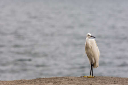 Snowy Egret Heron bird stands on the corner of a concrete jetty pier watching over a large lake back drop.の写真素材