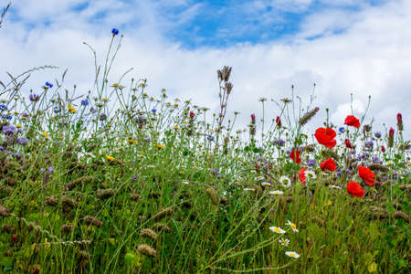 Beautiful flowering Spring Meadow with white clouds and blue sky background.の写真素材