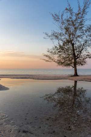 A tree growing on the beach reflecting in a pool at sunset golden hour.の写真素材