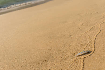 Small single transparent fish washed ashore on a golden sand beach.