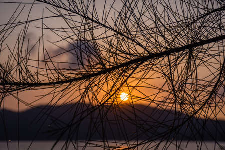 Sun rising above a hillside with a tree branch in the foreground with depth of field.