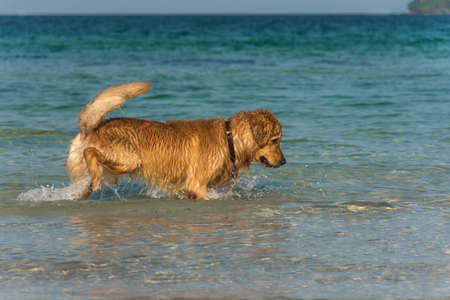 A Golden Retriever dog playing fetch in the sea.