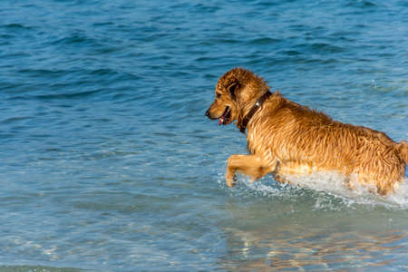 A Golden Retriever dog playing fetch in the sea.の写真素材