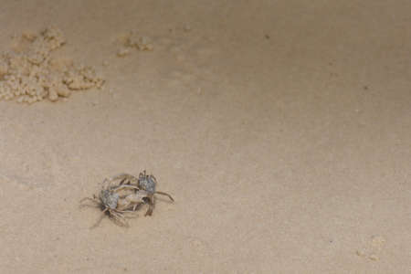 Two small crabs battle it out on a sandy beach.の写真素材