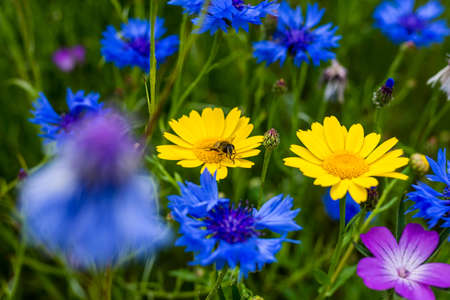 A bee pollinating on a yellow daisy in a spring flower meadow.の写真素材