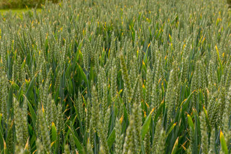 Field of Fresh Green Corn Grain Growing with depth of field.