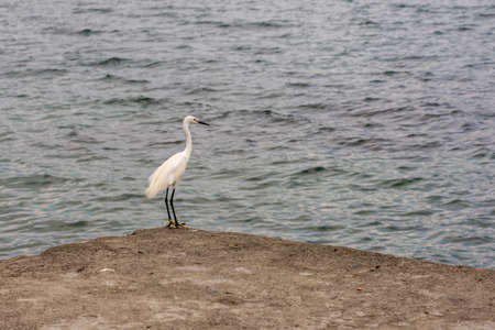 Snowy Egret Heron bird stands on the corner of a concrete jetty pier watching over a large lake back drop.の写真素材