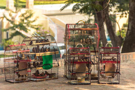 5 bird cages full of small birds for sale in the shade near a temple in Cambodia.の写真素材