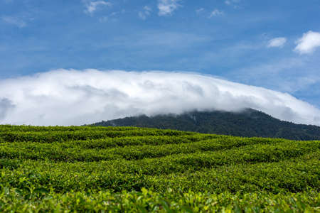 Rolling green hill sides of tea plantations with a back drop of white clouds and a  beautiful blue sky.の写真素材