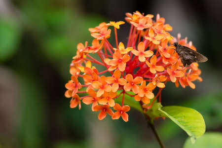 A butterfly moth pollenating getting nectar from one of many small bright orange flowers with copy space.の写真素材
