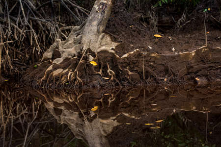 Unique mangrove tree roots on the bank of a still river with detailed reflection in Malaysia, Asia.の写真素材