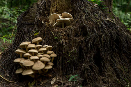 Big cluster of large mushrooms grow from the roots up a fallen tree in a dense forest.の写真素材