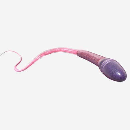 spermの写真素材