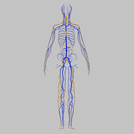 Human Anatomy