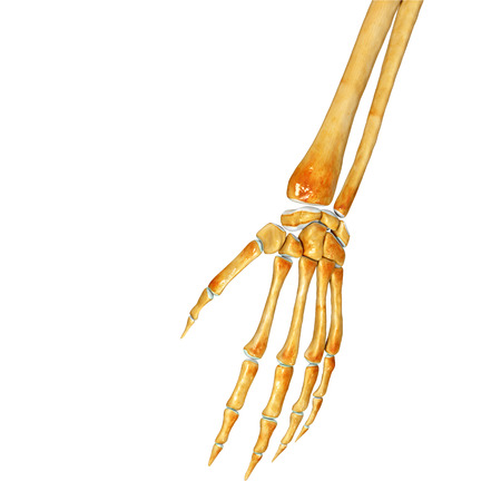 Skeleton handの写真素材