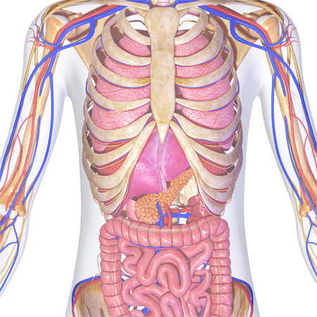 Human Anatomyの写真素材