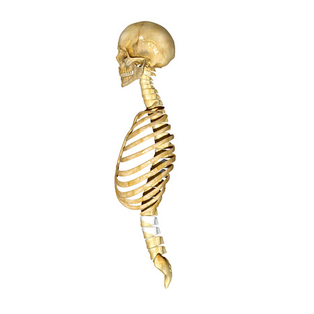 Skull with ribs