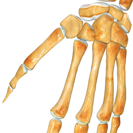 Skeleton Wristの写真素材