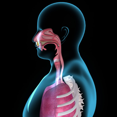 Mouth anatomyの写真素材