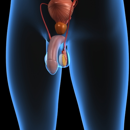 Male reproductive system